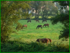 Chevaux - Alsace - Sundgau